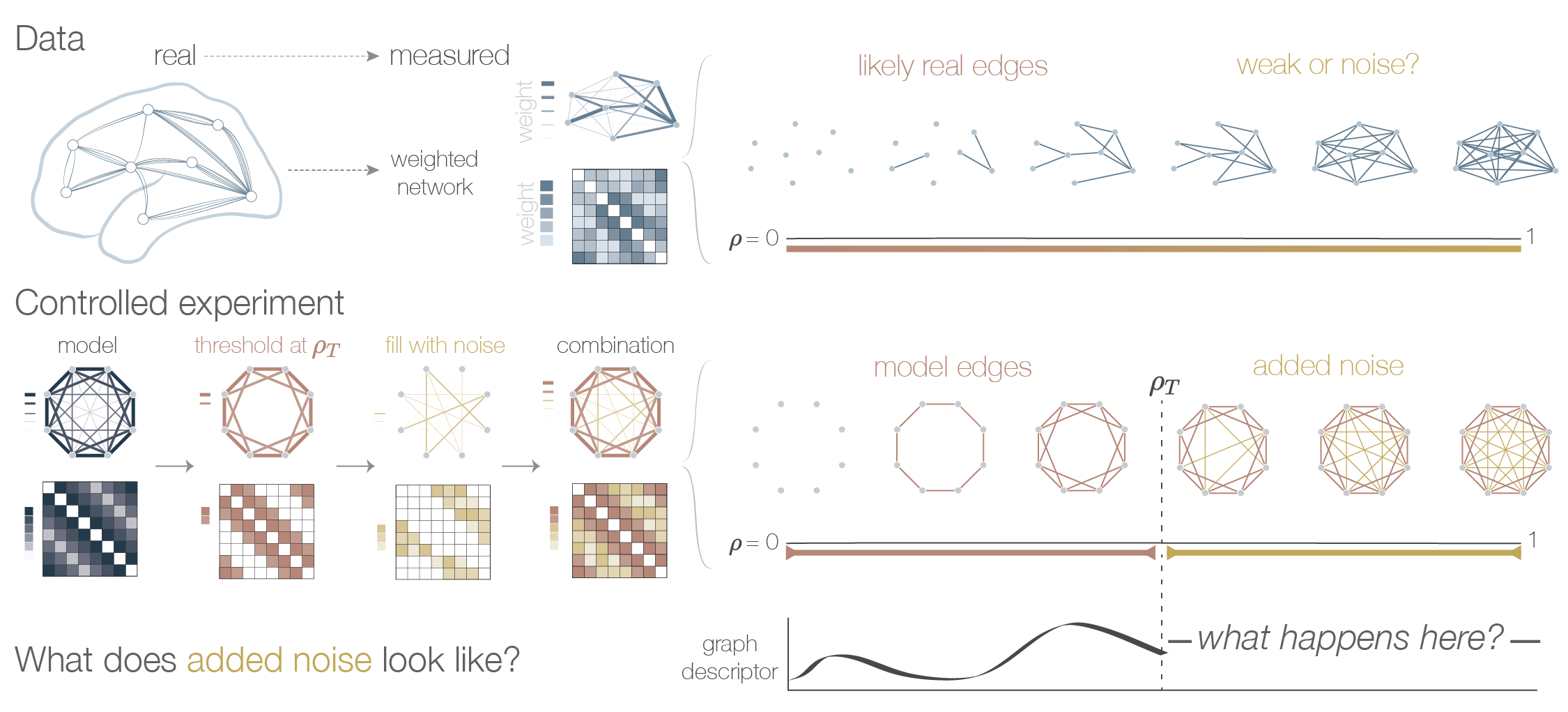 Data contains real connections and noise from observations. Our experiments adress how noise affects data analyses
        by adding noise to model weighted networks.
